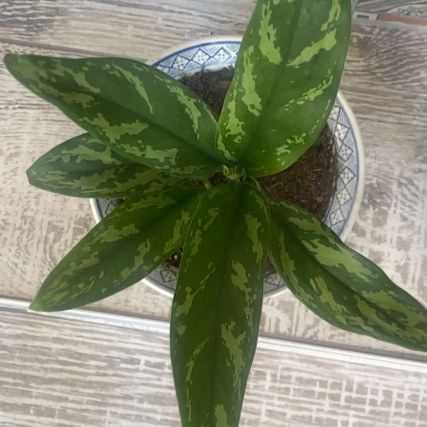 Photo of the plant species Chinese Evergreen Mary Ann by @QuietWhiterose named Dolores on Greg, the plant care app