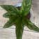 Calculate water needs of Chinese Evergreen Mary Ann