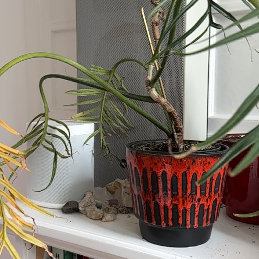 Philodendron tortum plant in a decorative pot with some yellowing and browning leaves.