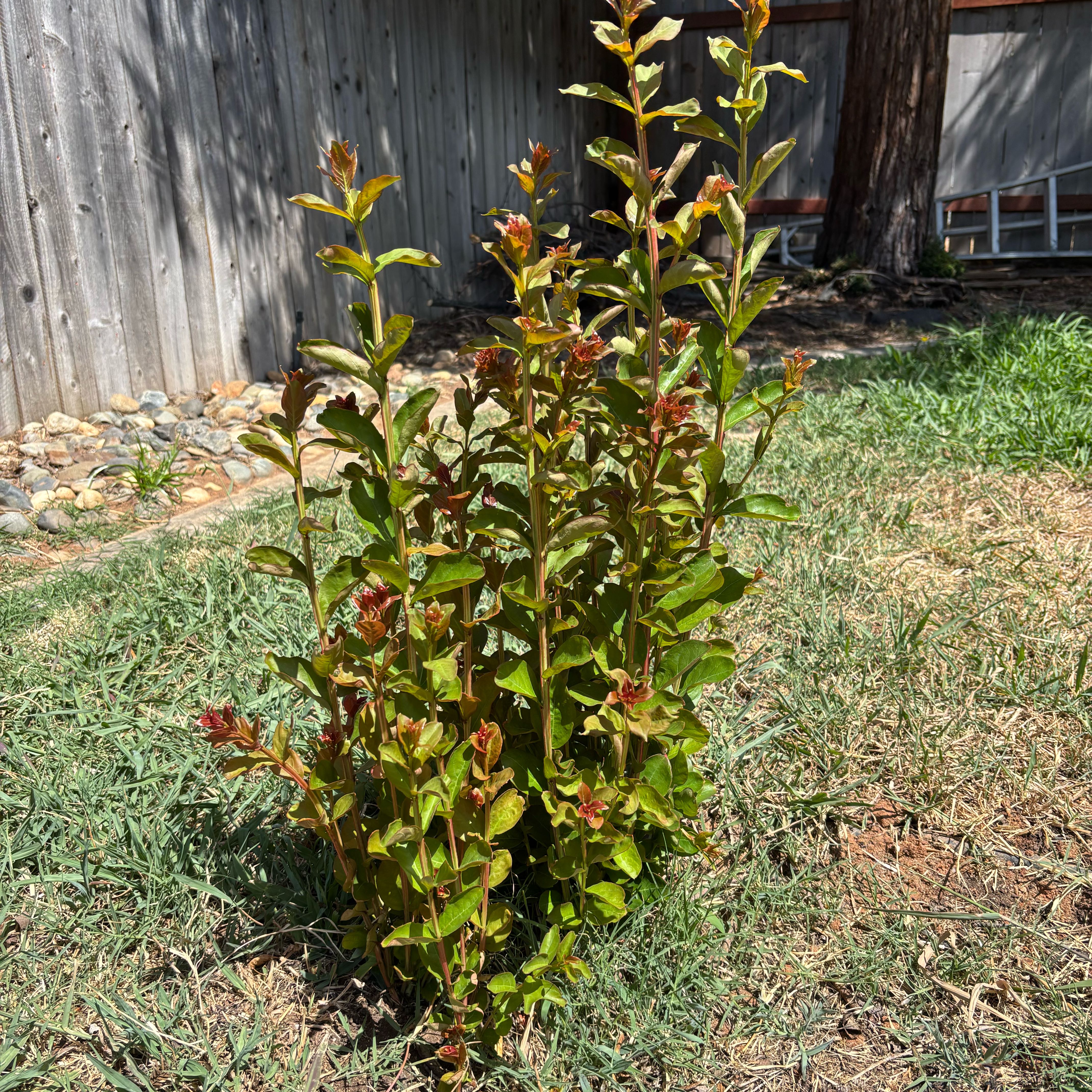 Photo of the plant species Crape Myrtle by @WorthyRhubarb named Lola on Greg, the plant care app