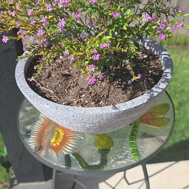 Photo of the plant species Hawaiian Heather by @greenthumbtry named Marley on Greg, the plant care app