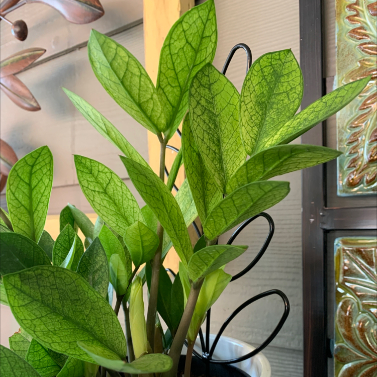 Chameleon ZZ Plant with vibrant green leaves and distinct vein patterns.