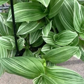 Tradescantia albiflora 'Albovittata' uploaded to the Greg plant app by @NotablePilea