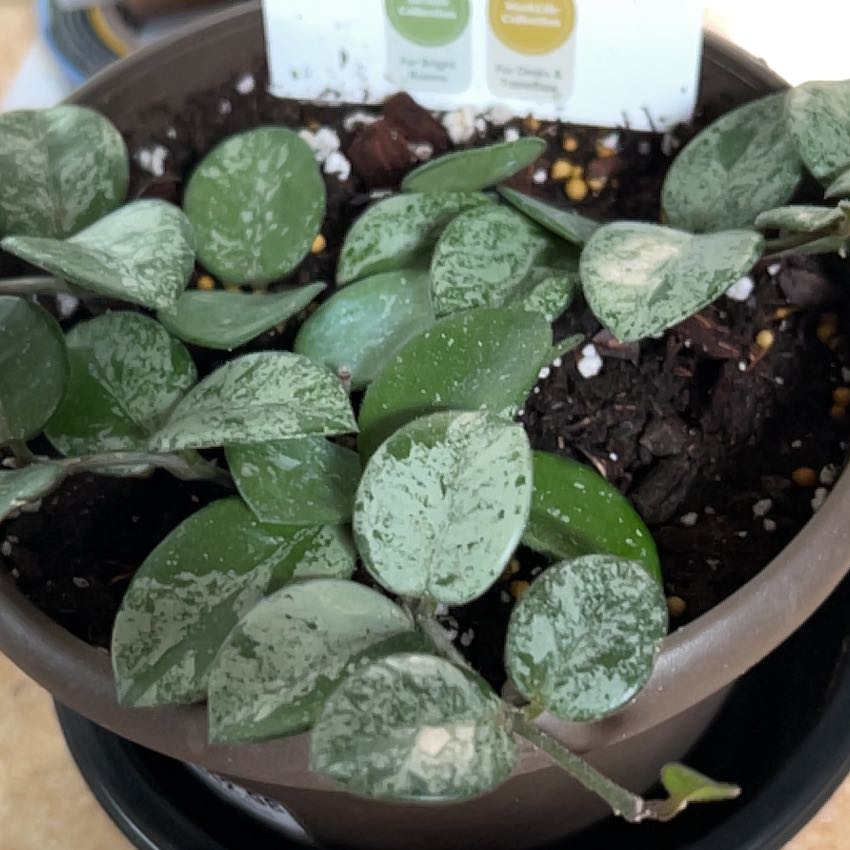Photo of the plant species Hoya 'Mathilde Splash' by @NotablePilea named Harper on Greg, the plant care app