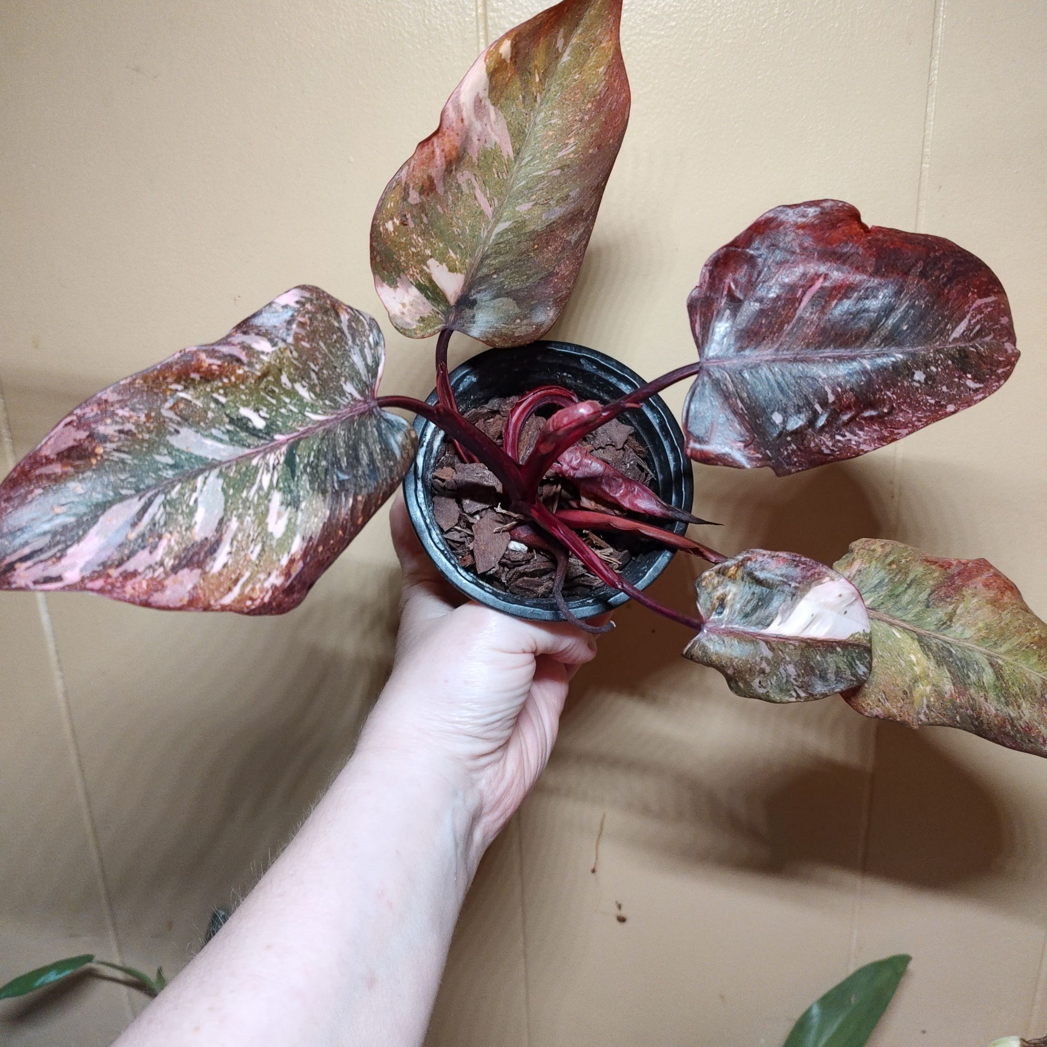 Plant care for Marble Peperomia on Greg, the plant care app