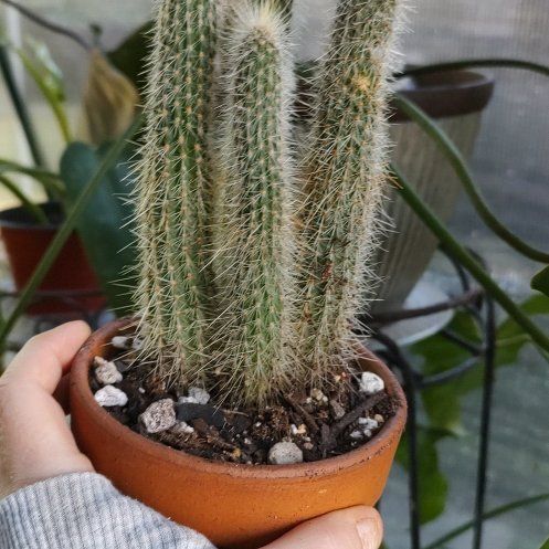 Photo of the plant species Cleistocactus tupizensis by @PhiloQueen named Tupac on Greg, the plant care app