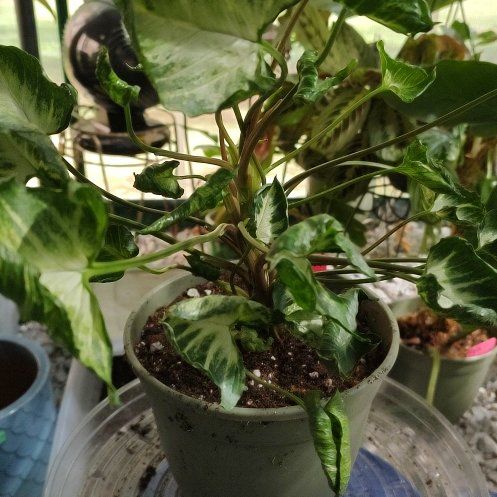 Photo of the plant species Syngonium by @PhiloQueen named Gojira on Greg, the plant care app