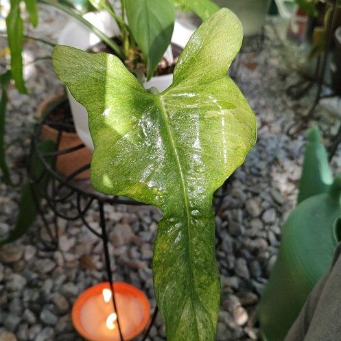 Photo of the plant species Philodendron bipennifolium 'Splash Gordon' by @PhiloQueen named Flash on Greg, the plant care app