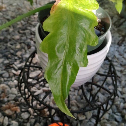 Photo of the plant species Philodendron 'Bob Cee' by @PhiloQueen named Rainier on Greg, the plant care app