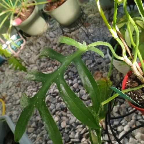 Photo of the plant species Philodendron distantilobum by @PhiloQueen named Orlando Bloom on Greg, the plant care app
