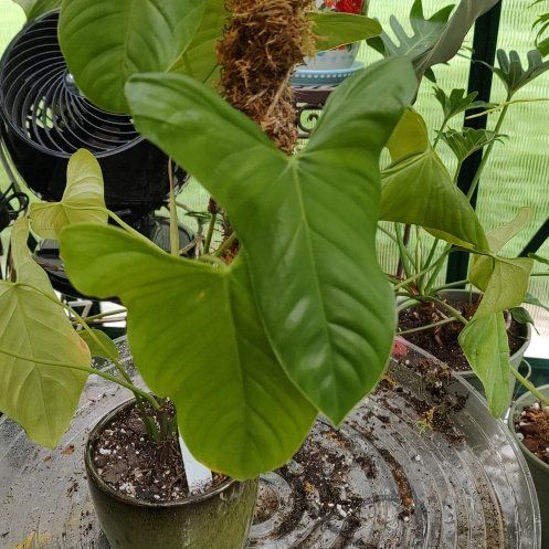 Photo of the plant species Philodendron oxapapense by @PhiloQueen named Darwin on Greg, the plant care app