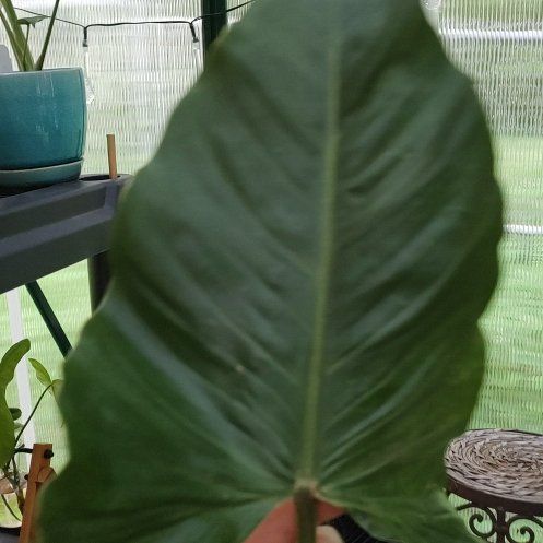 Photo of the plant species Variegated Philodendron subhastatum by @PhiloQueen named Leonardo on Greg, the plant care app