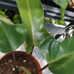 Philodendron 'Florida Bronze' plant