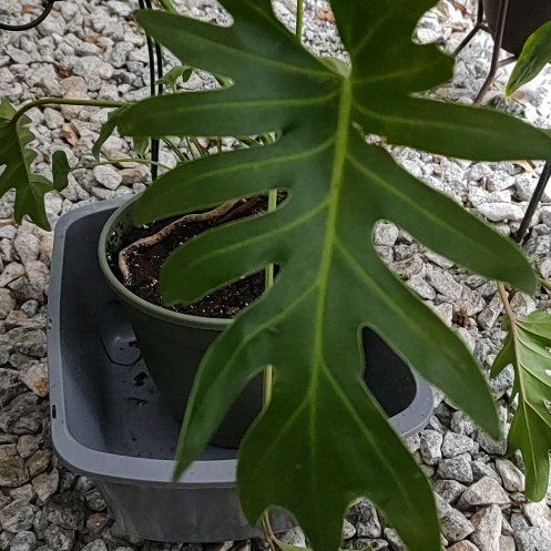 Photo of the plant species Philodendron Deja Vu by @PhiloQueen named Sage on Greg, the plant care app
