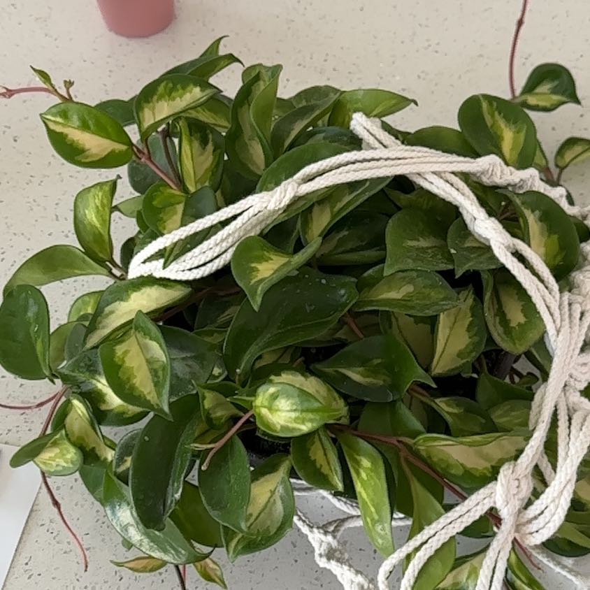 Photo of the plant species Rubra Hoya Carnosa by @ForrealJade named Taylor Swift on Greg, the plant care app