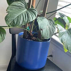 Philodendron 'Fuzzy Petiole' plant
