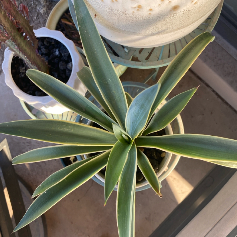 Photo of the plant species Smooth Agave by @LithePanthercap named Smooth agave on Greg, the plant care app