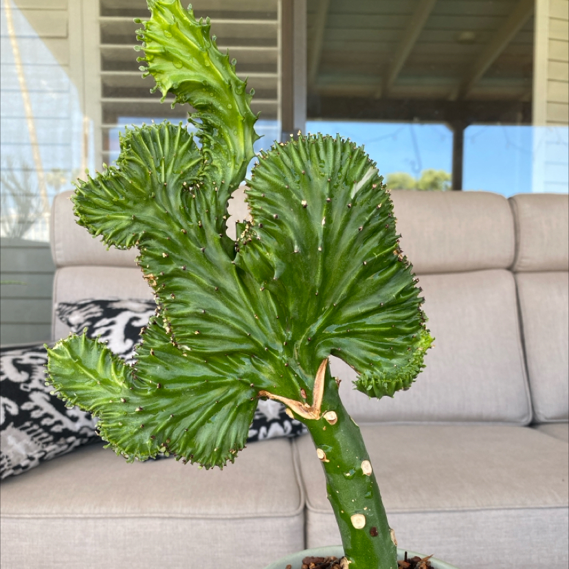 Photo of the plant species christata by @LithePanthercap named Christata on Greg, the plant care app