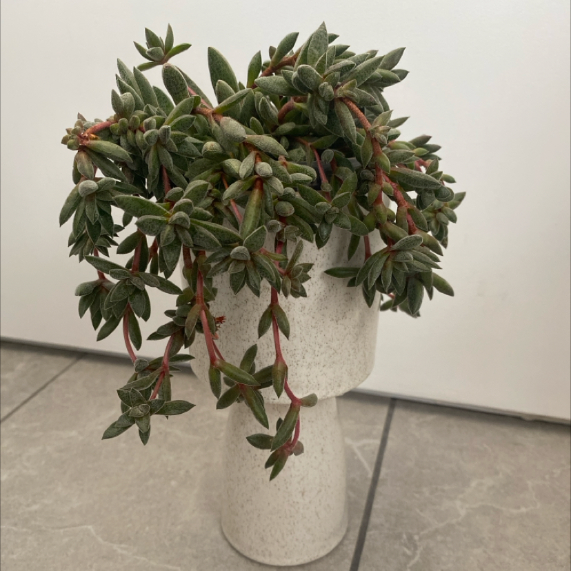 Photo of the plant species Crassula justi-corderoyi by @LithePanthercap named Crassula Justi-Corderoyi on Greg, the plant care app