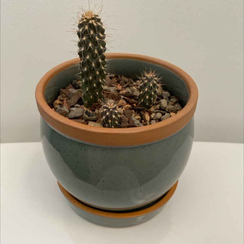 Photo of the plant species Boxing Glove Cactus by @LithePanthercap named Boxing glove cactus on Greg, the plant care app