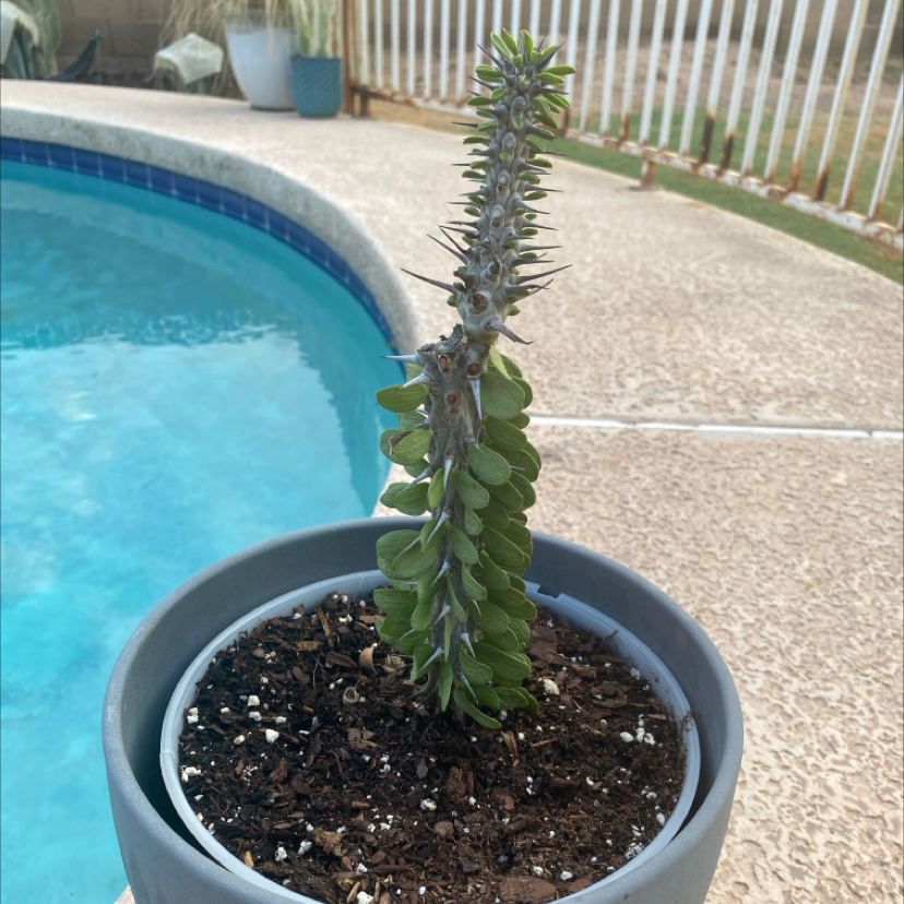 Photo of the plant species Madagascar Ocotillo by @LithePanthercap named Madagascar Ocotillo on Greg, the plant care app