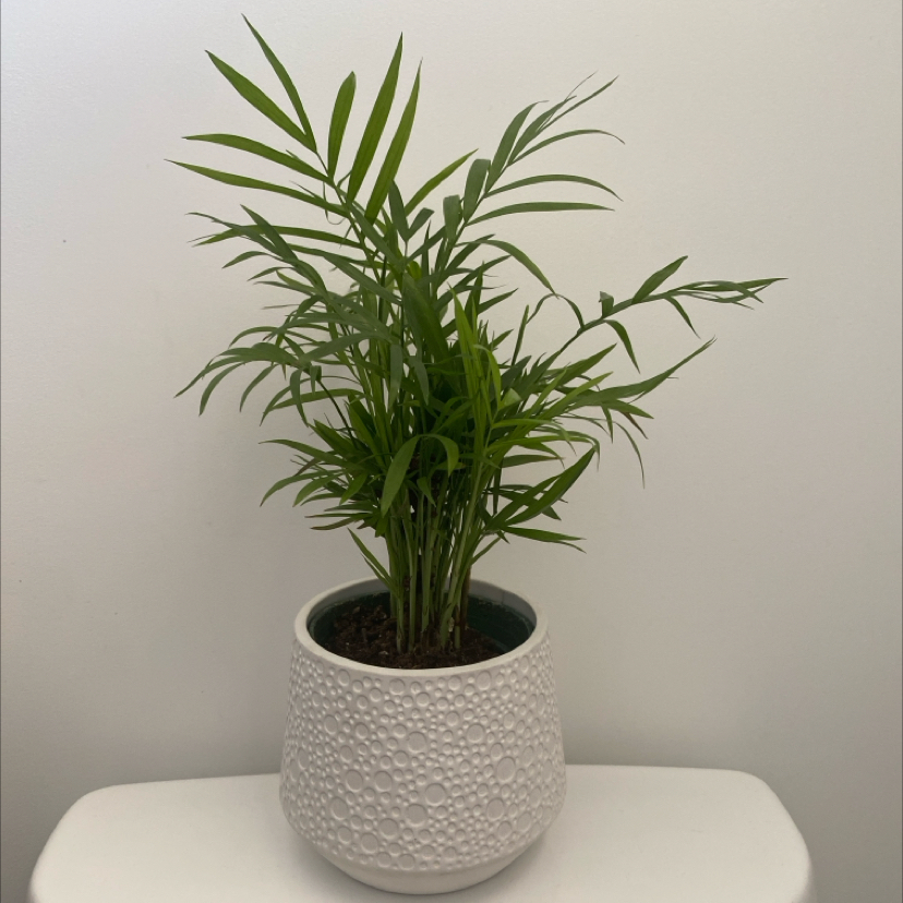 Photo of the plant species neantha bella palm by @LithePanthercap named Neantha Bella Palm on Greg, the plant care app