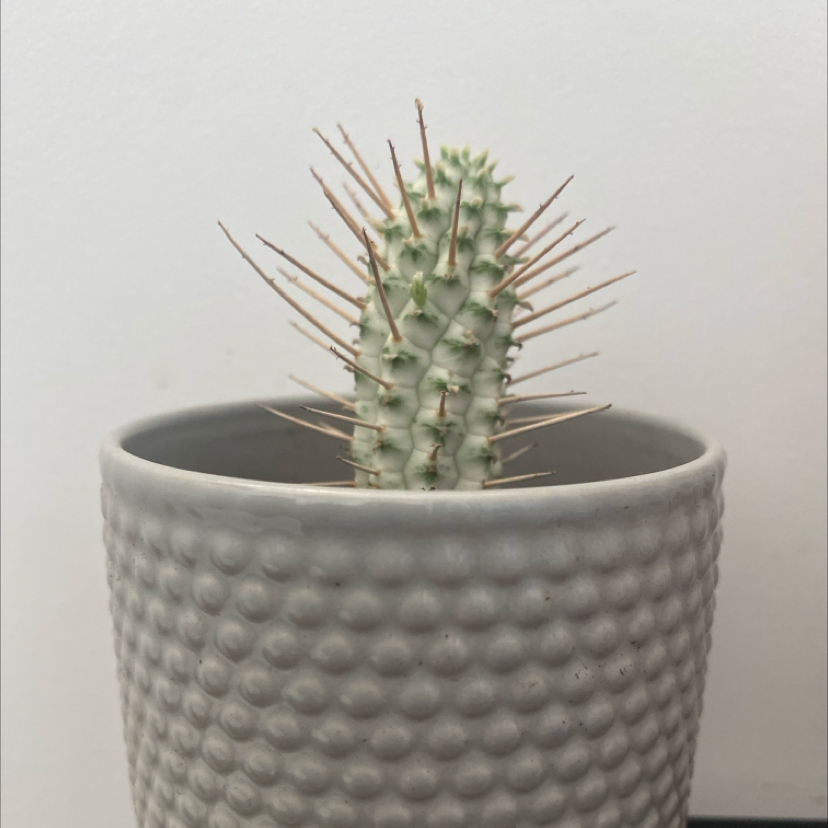 Photo of the plant species Bushman's Hat by @LithePanthercap named Bushman’s Hat succulent on Greg, the plant care app