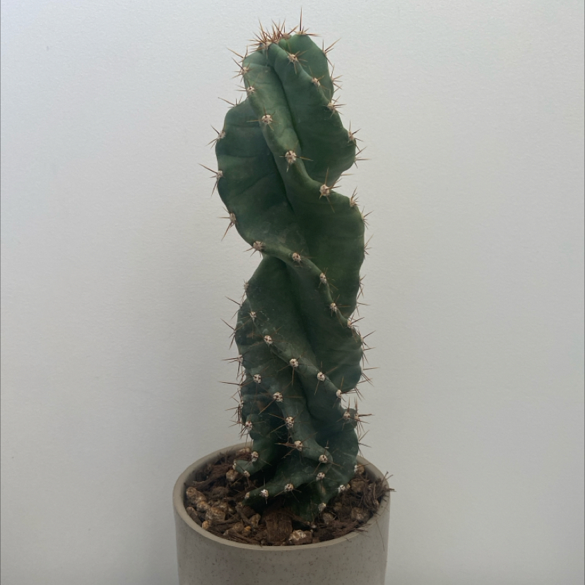 Photo of the plant species Spiral Cactus by @LithePanthercap named Spiral cactus on Greg, the plant care app