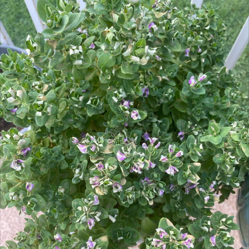 Photo of the plant species Sweet Pea Bush by @LithePanthercap named Sweet Pea Bush on Greg, the plant care app