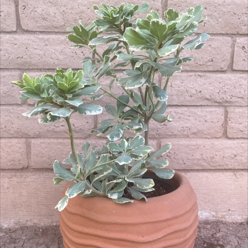 Photo of the plant species Variegated Japanese Mock Orange by @LithePanthercap named Japanese Mock Orange on Greg, the plant care app