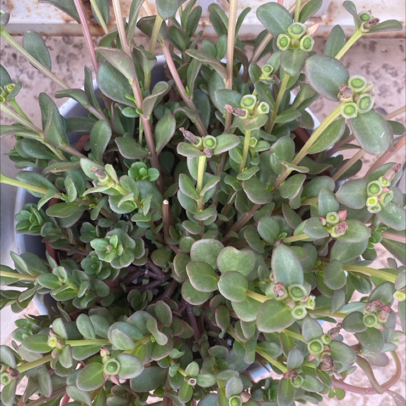 Photo of the plant species Portulaca oleracea 'Mega Pazzaz Gold' by @LithePanthercap named Purslane “Mega Pazzaz Dark Pink” on Greg, the plant care app