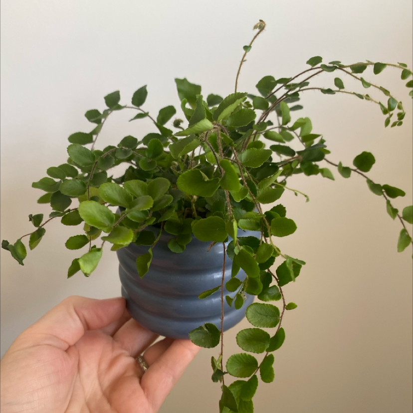 Photo of the plant species Lemon Button Fern by @LithePanthercap named Lemon Button Fern on Greg, the plant care app