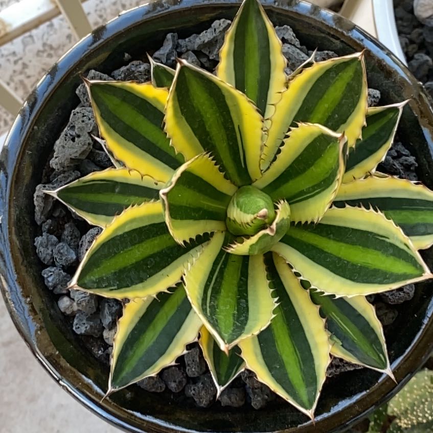 Thorn-Crested Century Plant with variegated green and yellow leaves in a pot.