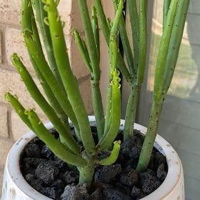 Photo of the plant species Cat Tails Euphorbia by @LithePanthercap named Cat Tails (Euphorbia alluaudii) on Greg, the plant care app