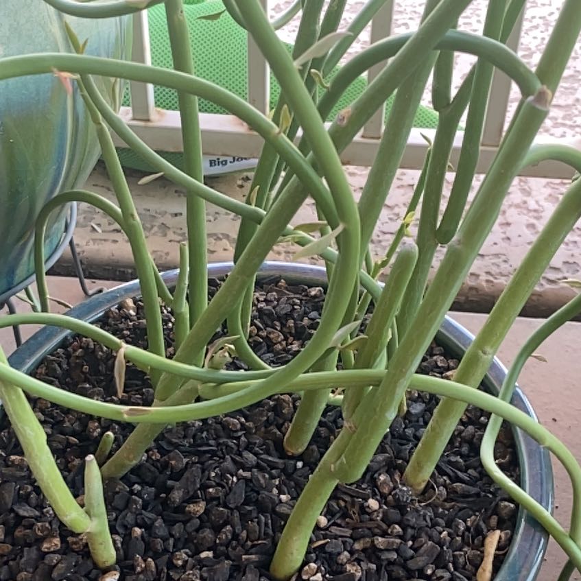 Photo of the plant species Euphorbia macrocarpa by @LithePanthercap named Euphorbia macrocarpa (Lady Slipper) on Greg, the plant care app