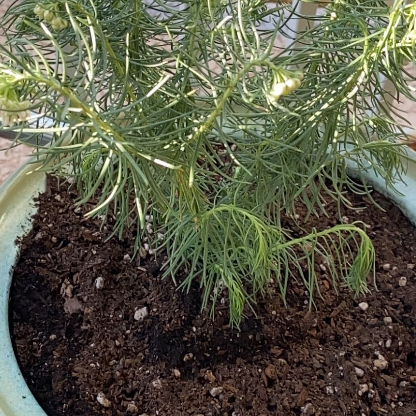 Photo of the plant species Pineneedle Milkweed by @LithePanthercap named Pine needle Milkweed on Greg, the plant care app
