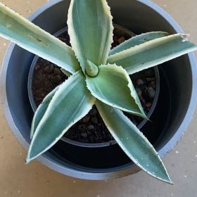 Photo of the plant species Agave by @LithePanthercap named Narrow Leaf (Candy Stripe) Agave on Greg, the plant care app