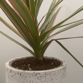 Photo of the plant species Madagascar Dragon Tree by @LithePanthercap named Dracaena Marginata ‘tri-color’ on Greg, the plant care app