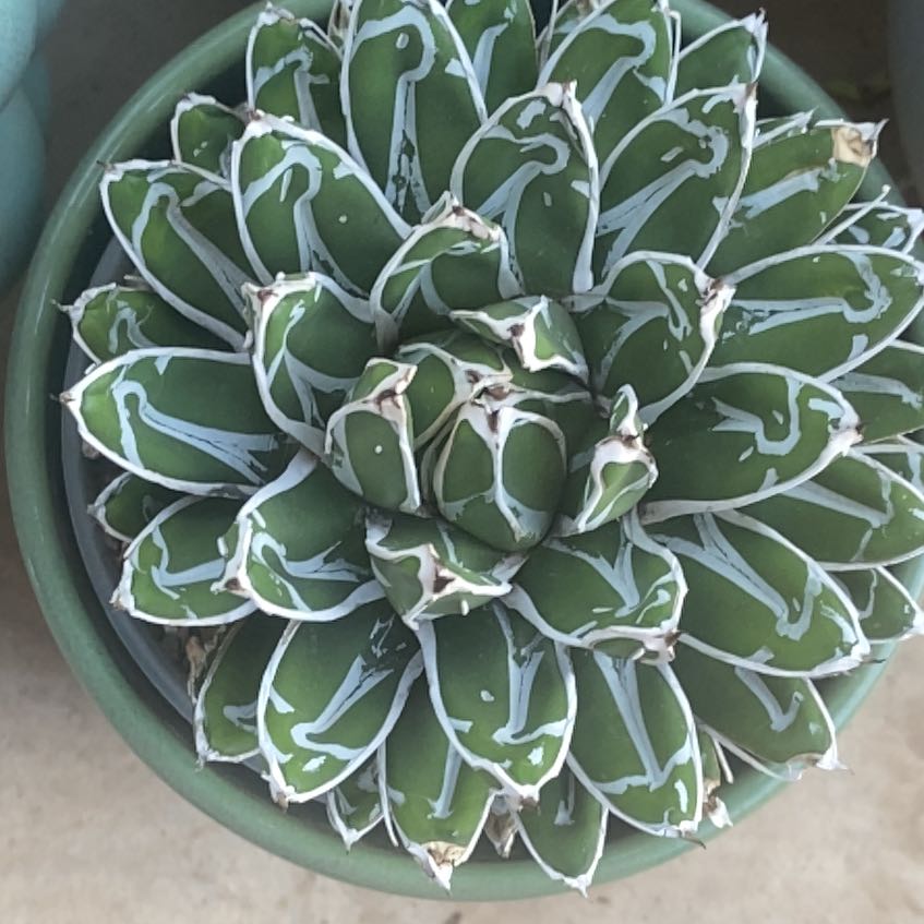 Photo of the plant species Queen Victoria Agave by @LithePanthercap named Queen Victoria Agave on Greg, the plant care app