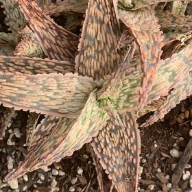 Photo of the plant species Pink Blush Aloe by @LithePanthercap named Diana on Greg, the plant care app