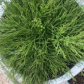Photo of the plant species Firecracker Plant by @LithePanthercap named Coral Fountain ‘Firecracker’ plant on Greg, the plant care app