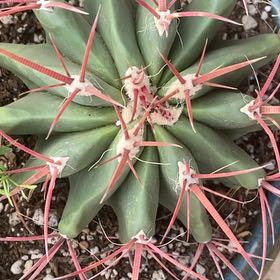 Photo of the plant species Fire Barrel Cactus by @LithePanthercap named Fire Barrel Cactus on Greg, the plant care app