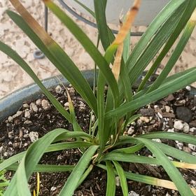 Photo of the plant species Yellow Daylily by @LithePanthercap named Yellow Daylily on Greg, the plant care app