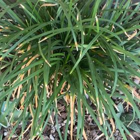Photo of the plant species Ophiopogon Japonicus by @LithePanthercap named Mondo grass on Greg, the plant care app