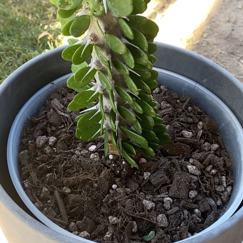 Photo of the plant species Madagascar Ocotillo by @LithePanthercap named Treeyoncé on Greg, the plant care app