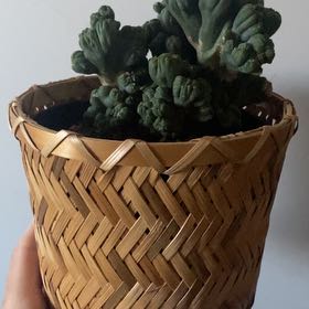 Photo of the plant species Ming Thing Cactus by @LithePanthercap named Ming Thing Cactus on Greg, the plant care app