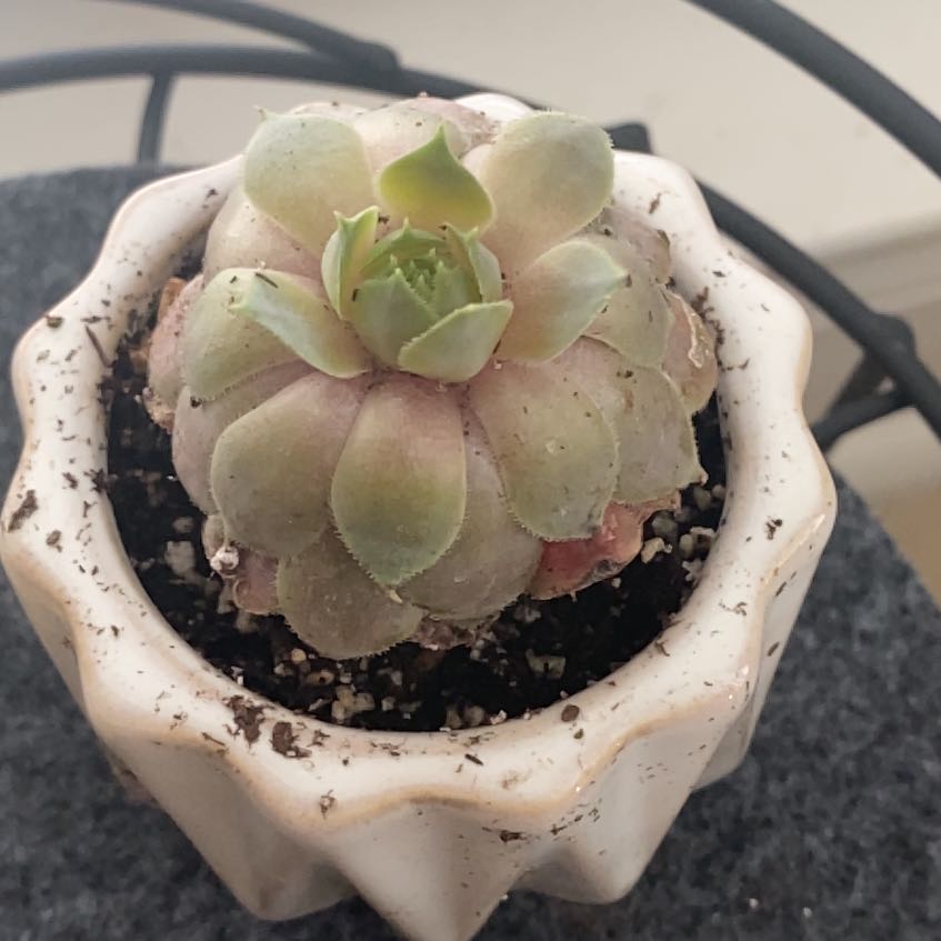 Photo of the plant species Sempervivum 'Neptune' by @GenerousKaramu named Kesha on Greg, the plant care app