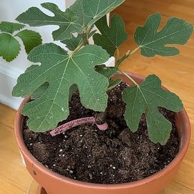 Photo of the plant species Hardy Fig Tree by @DaringDodder named Newton on Greg, the plant care app