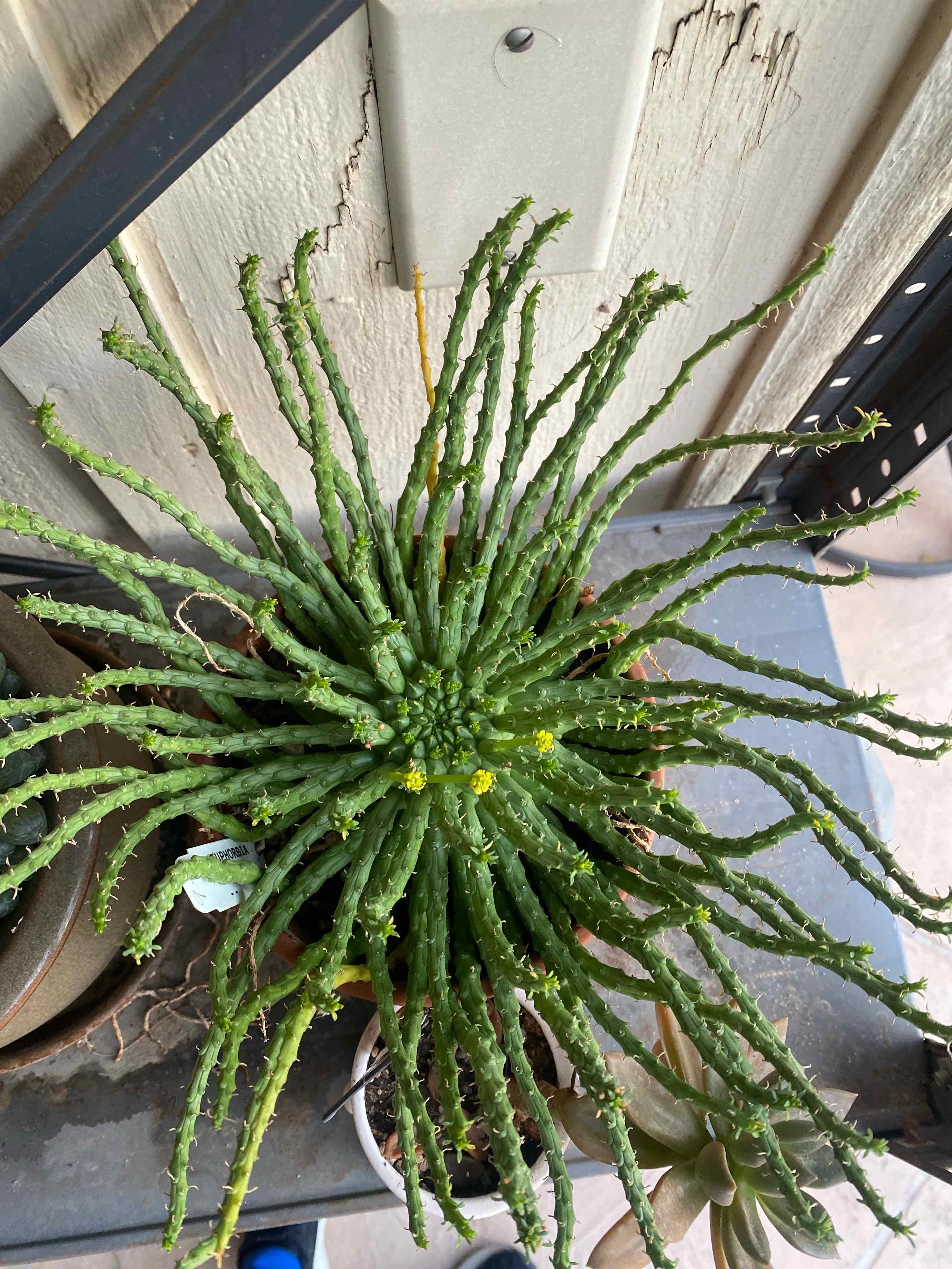 Photo of the plant species medusa euphorbia by @VipSeraphina named Curie on Greg, the plant care app