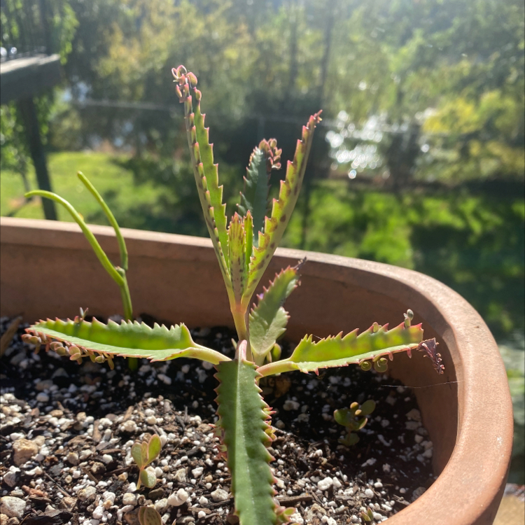 Houghton's Hybrid succulent in a terracotta pot with serrated leaves and red tips.